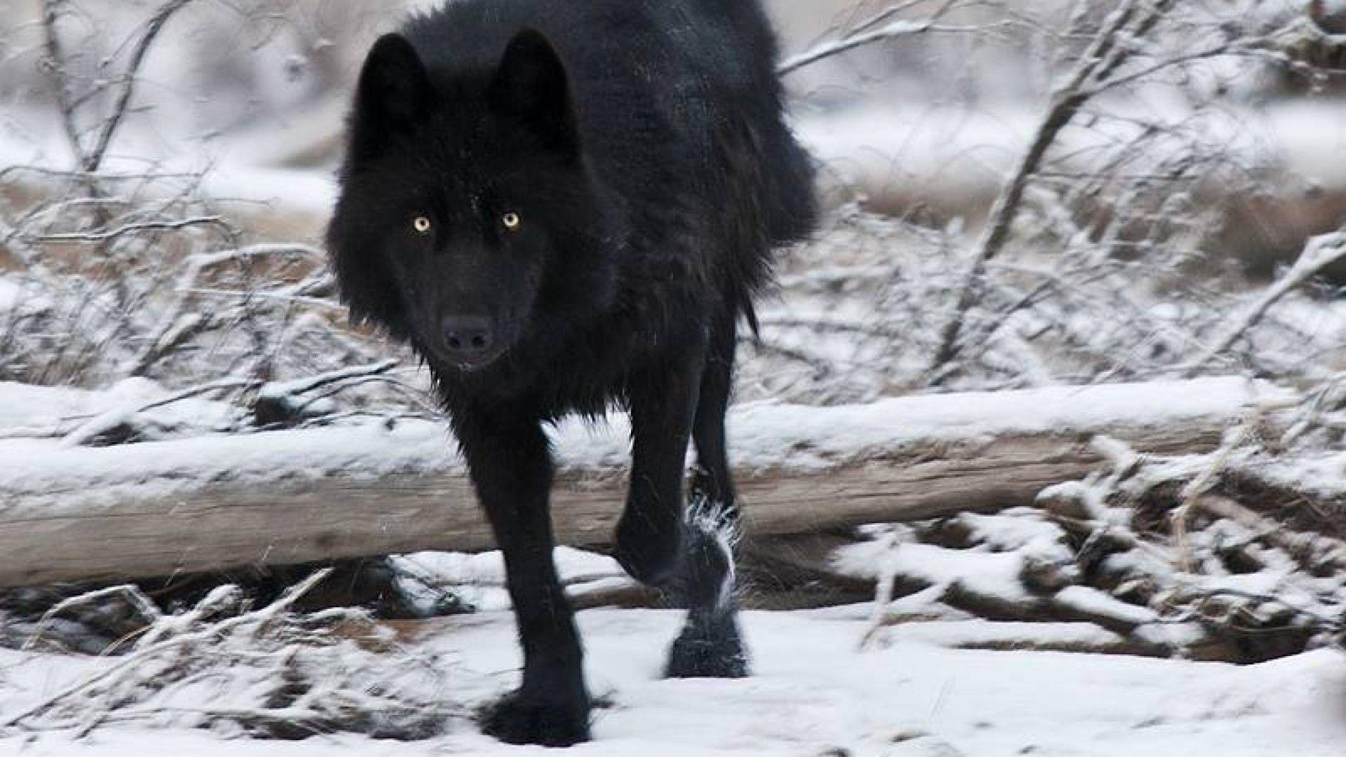 Cool Black Wolf Walking Near Branch Background