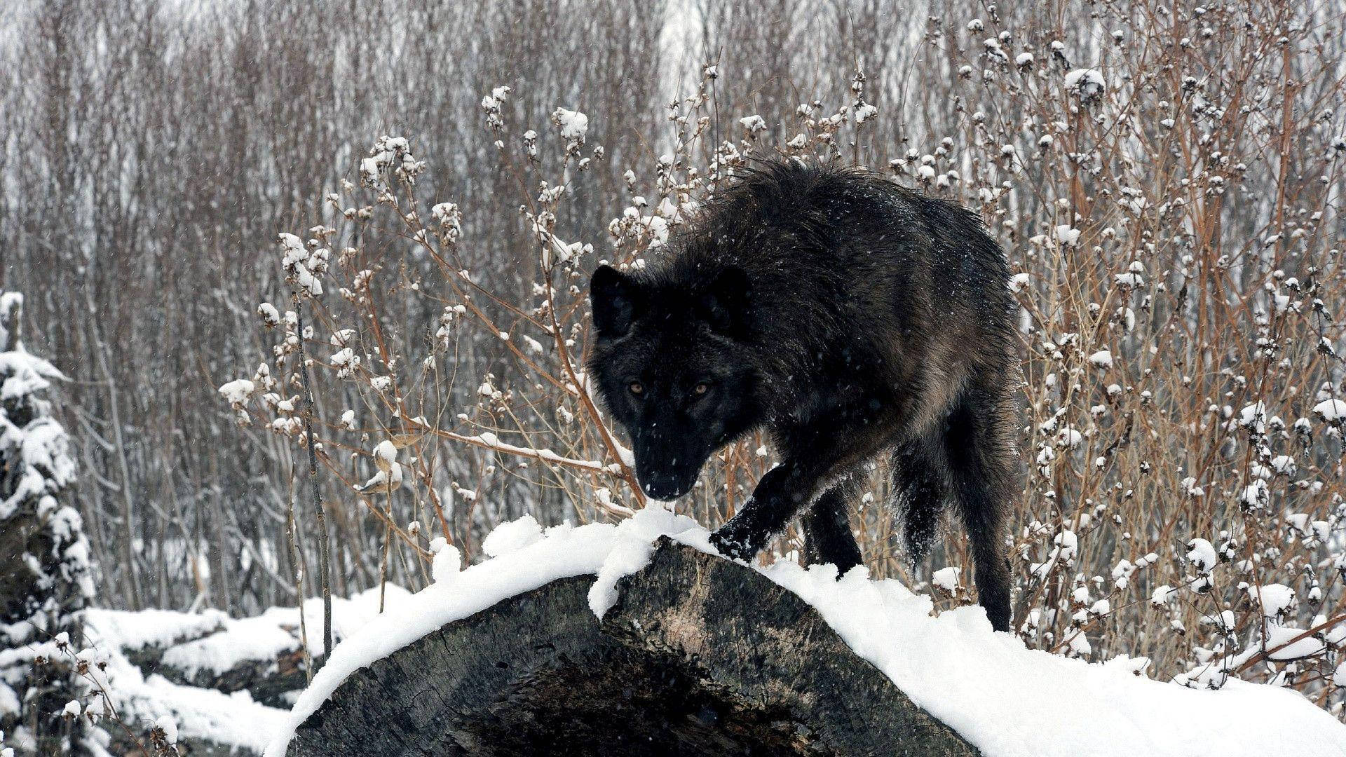 Cool Black Wolf Walking On Snow And Root Background