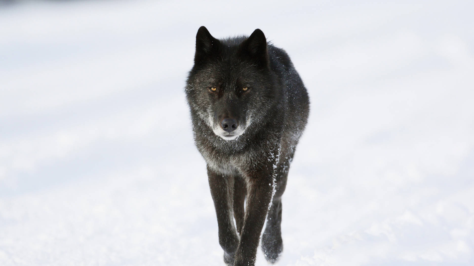Cool Black Wolf Walking On Snow Background