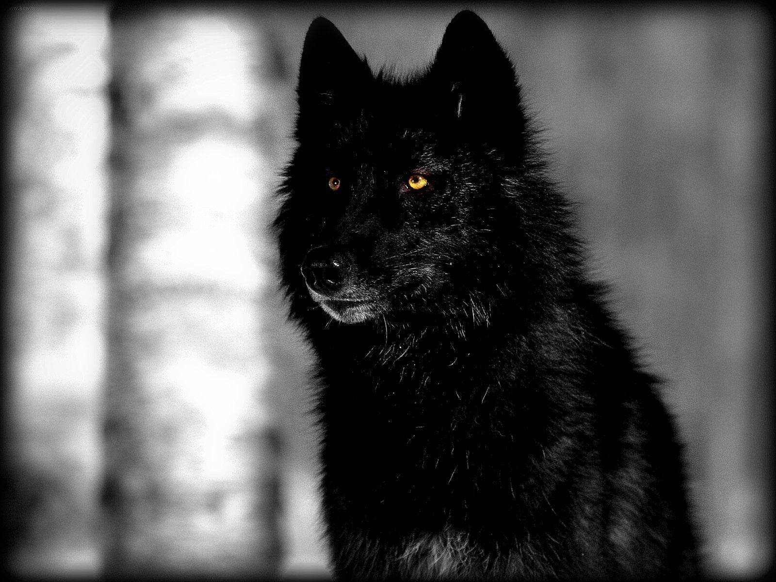Cool Black Wolf With Orange Eyes