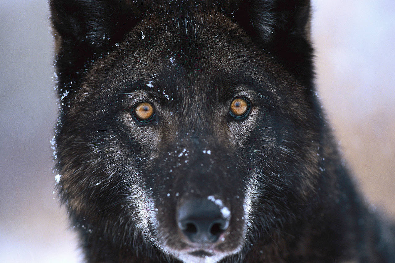 Cool Black Wolf With Snow Background