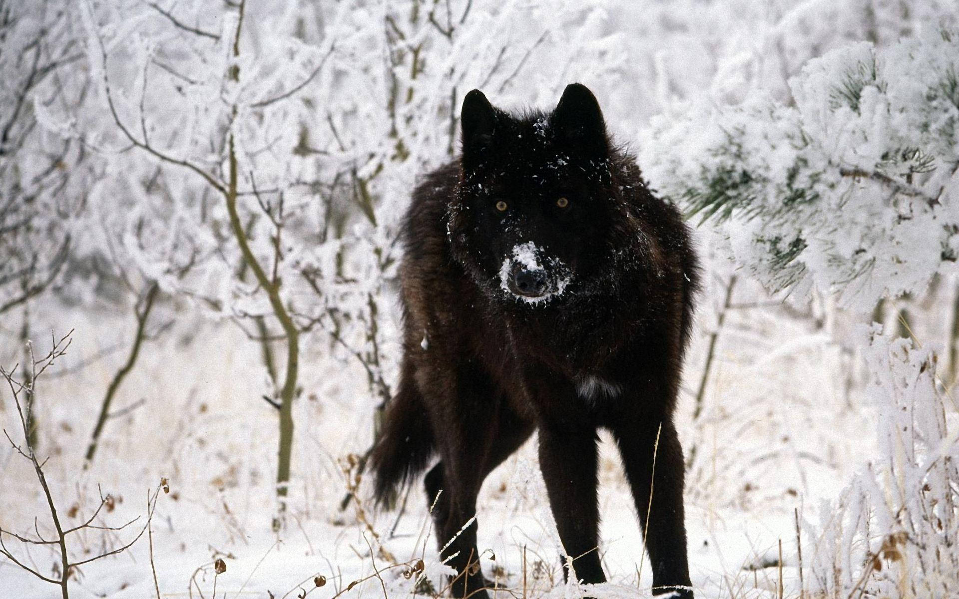 Cool Black Wolf With Snow On Snout Background