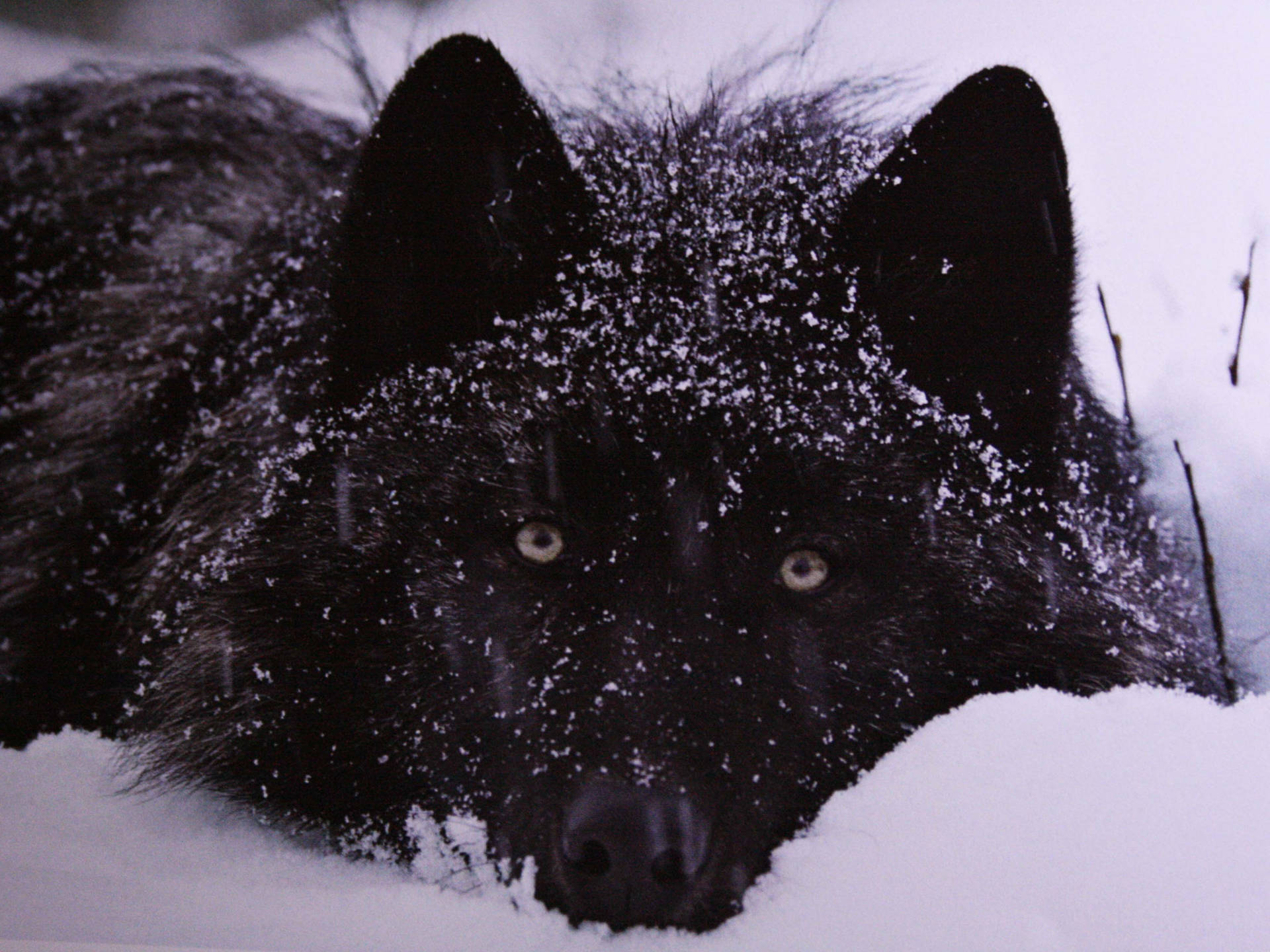 Cool Black Wolf With Snow On Top Background