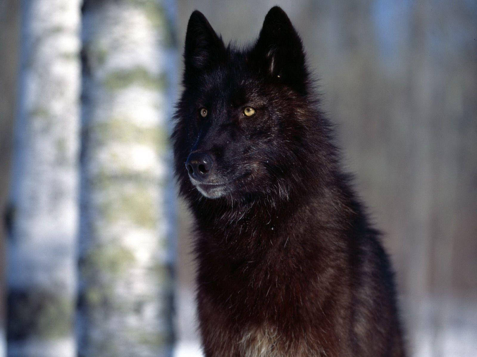 Cool Black Wolf With Trees Behind
