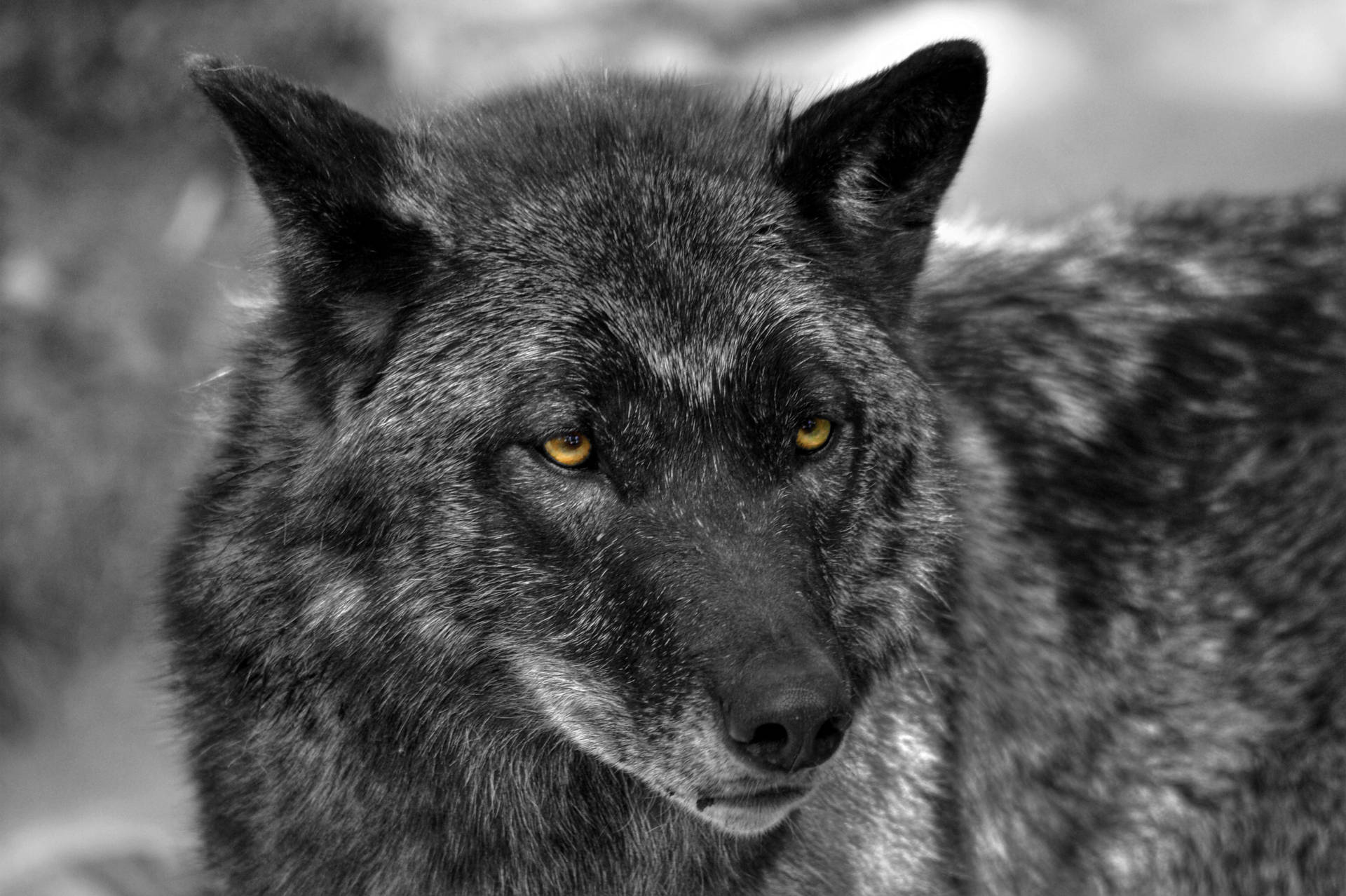 Cool Black Wolf With White Spots