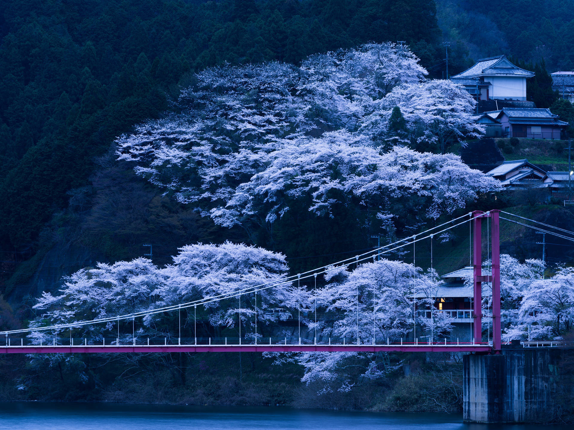 Cool Blue Sakura In Japan Background