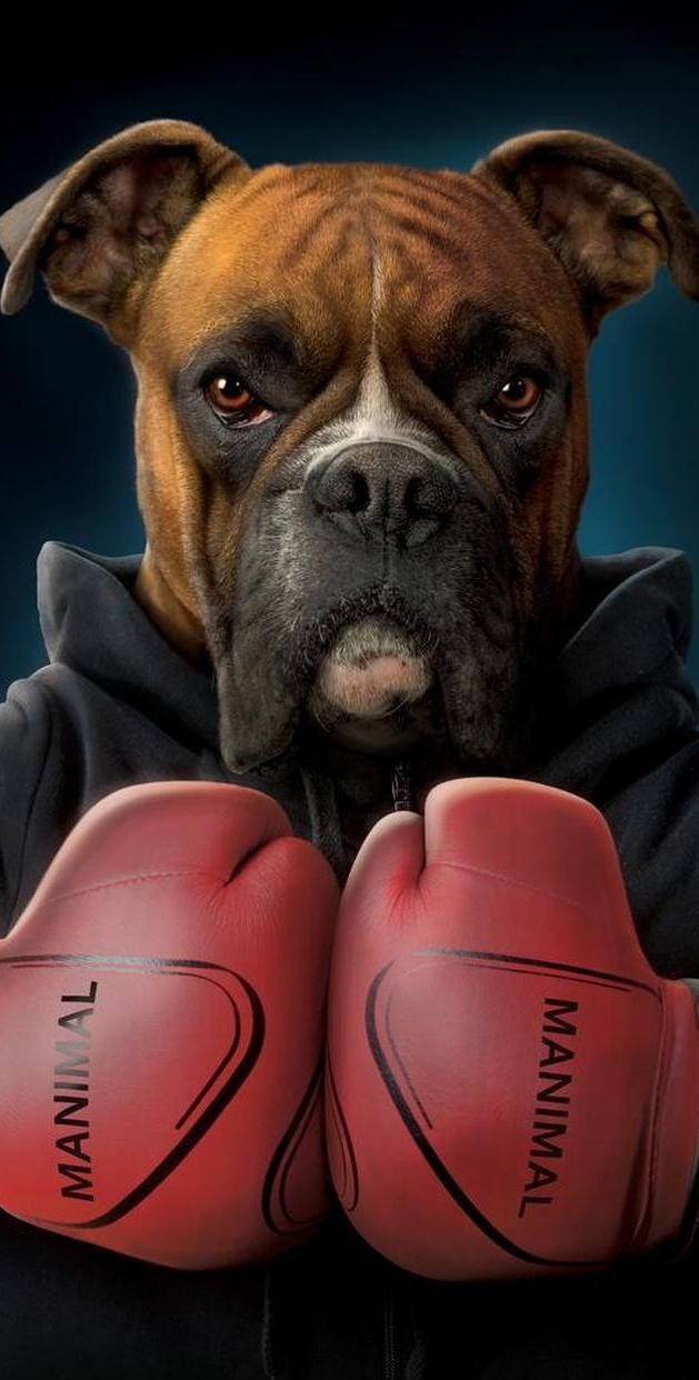 Cool Boxing Dog Background