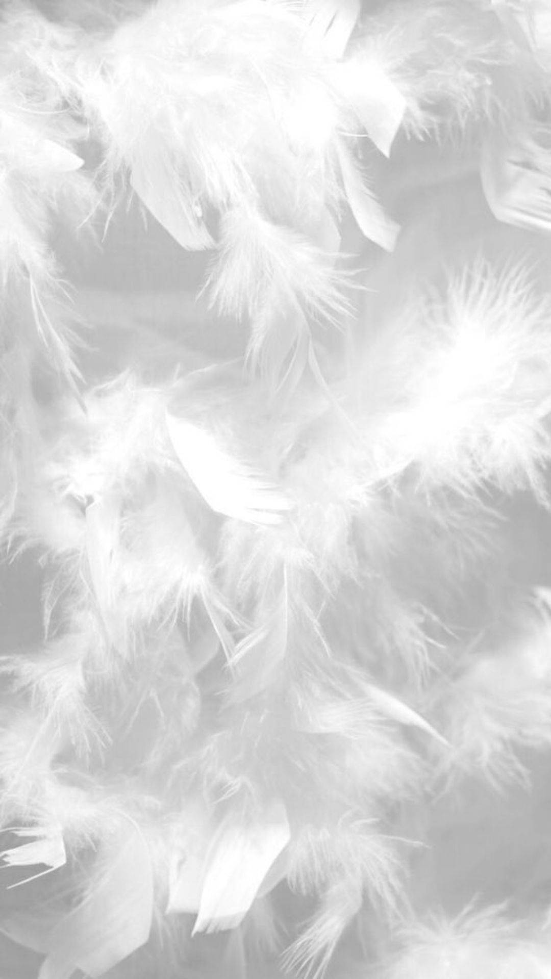 Cool Bright White Feathers Aesthetic Background