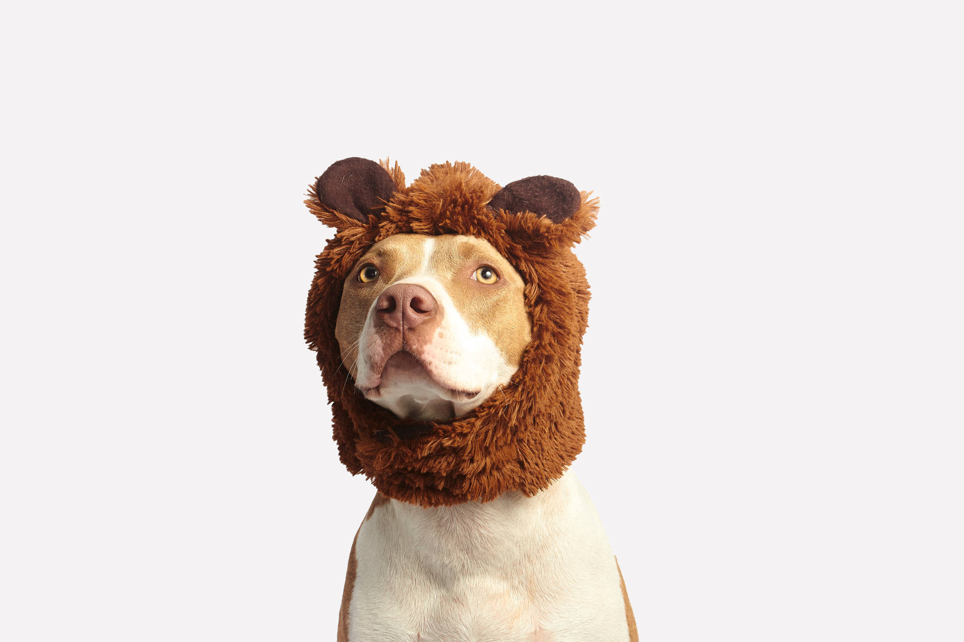 Cool Bull Dog With Brown Hat Background