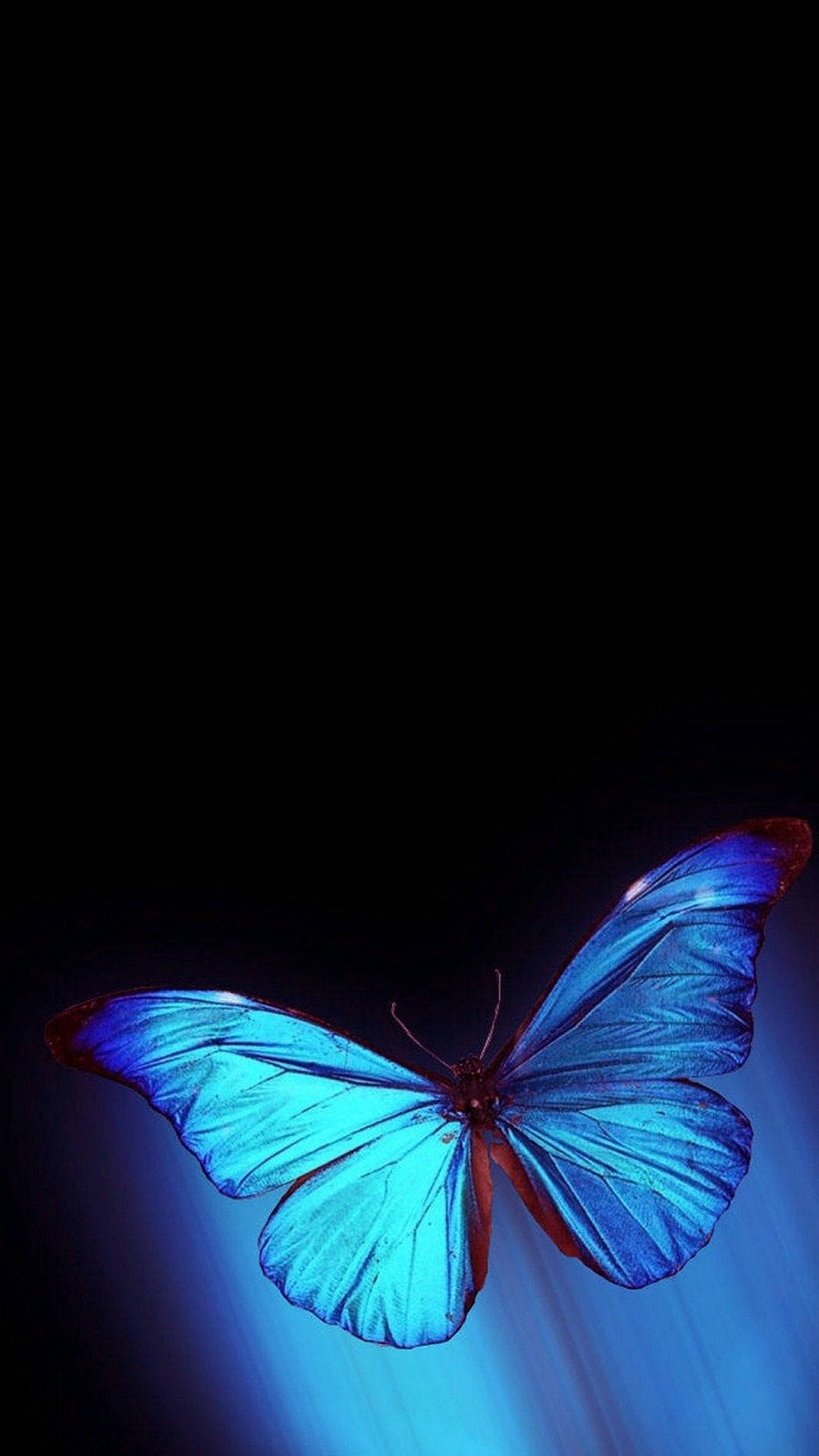 Cool Butterfly Iphone Background Background