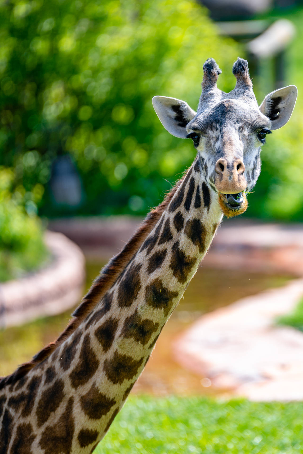 Cool Calm Giraffe Staring Background