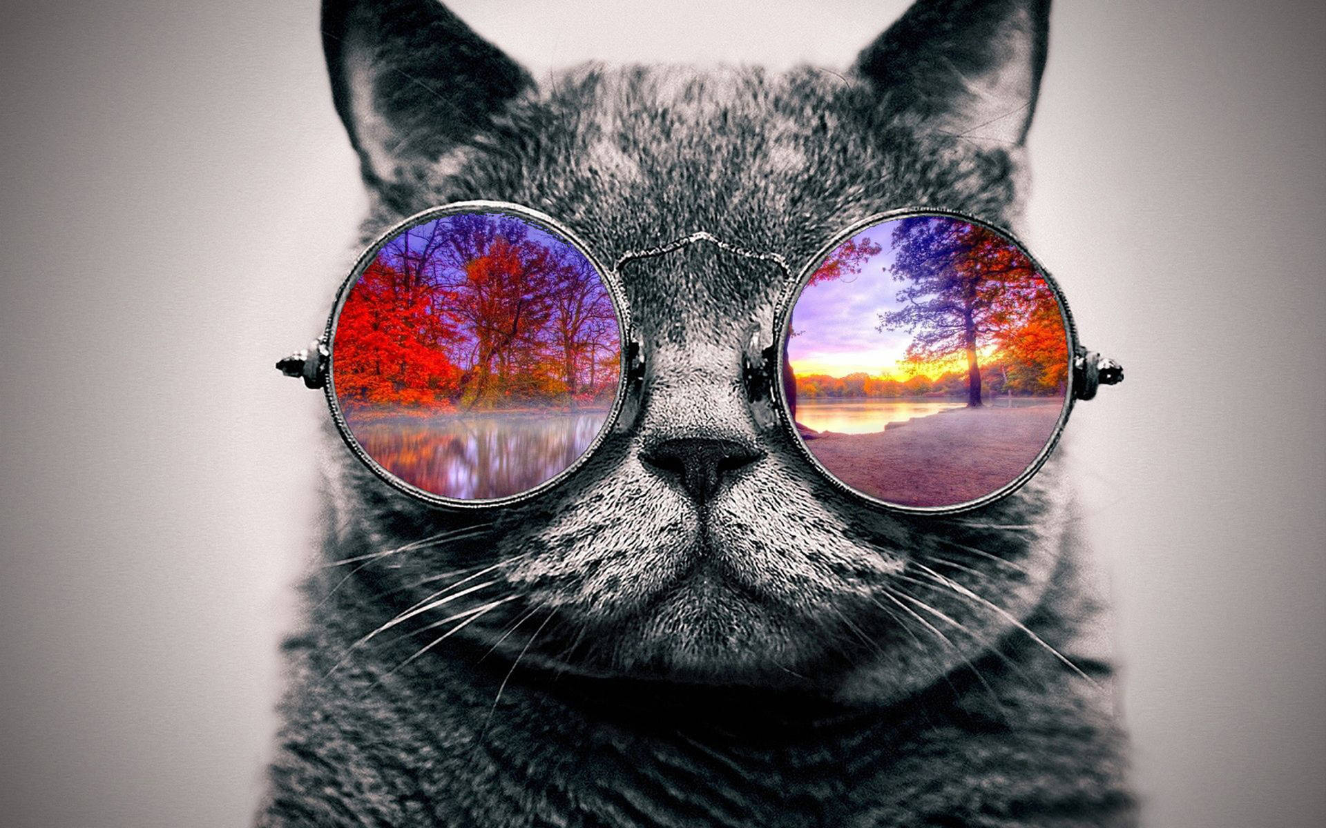 Cool Cat Autumn Glasses Background