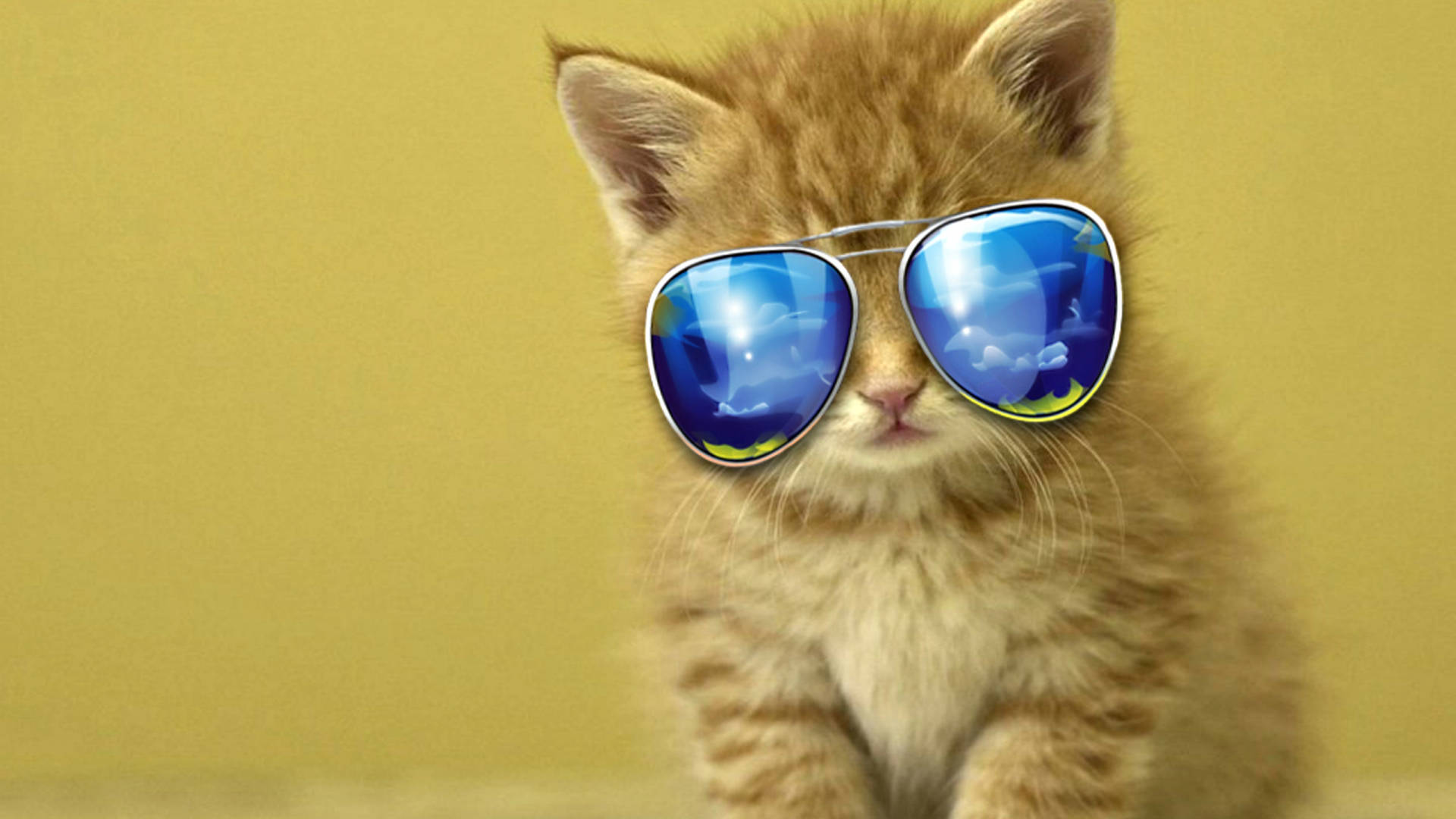 Cool Cat Blue Sunglasses Background