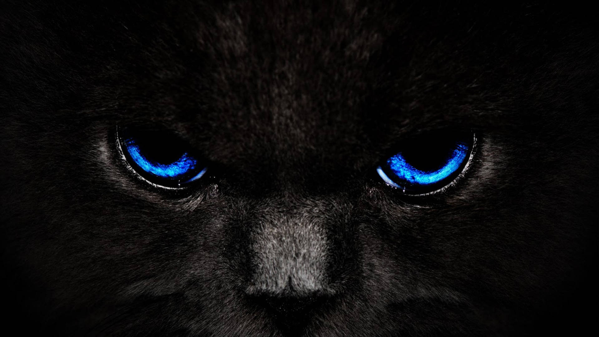 Cool Cat Bluish Eyes Background