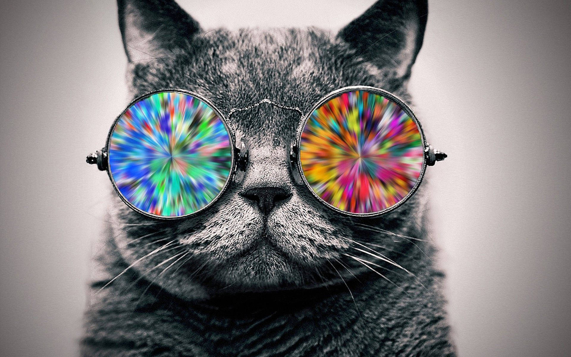 Cool Cat Holographic Glasses Background