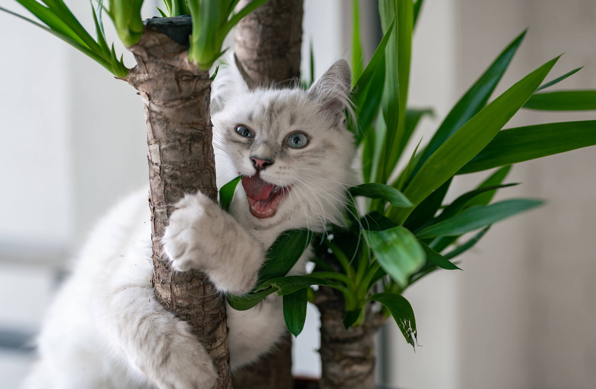 Cool Cat Hugging Plant Background