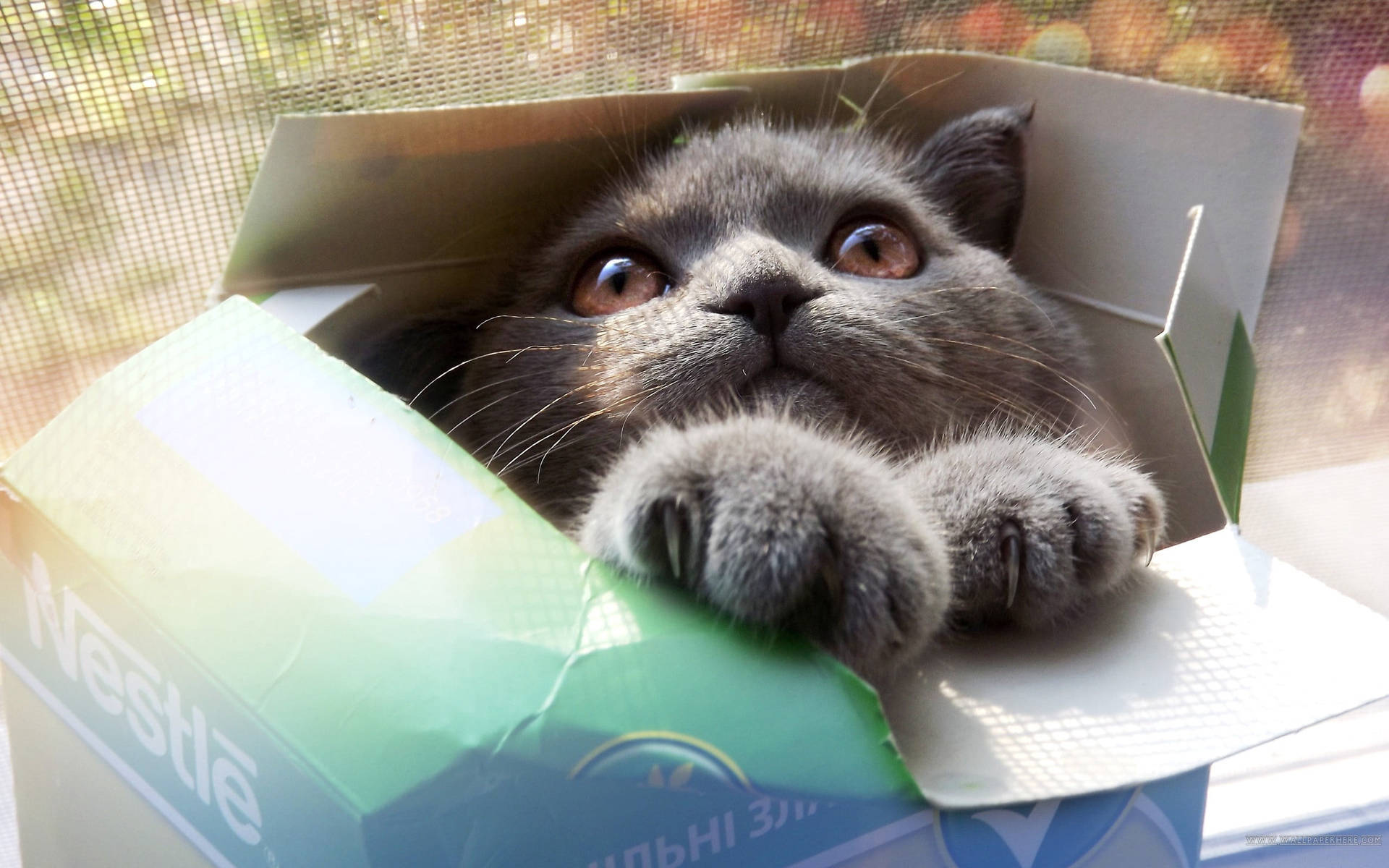 Cool Cat In A Box
