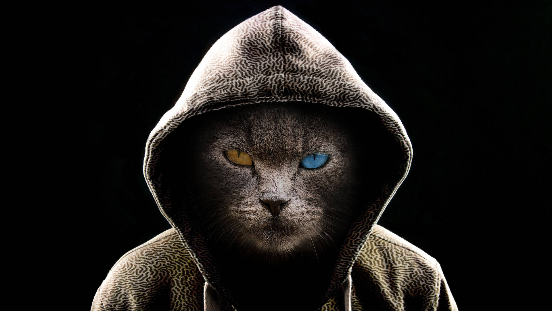 Cool Cat In A Hoodie Background
