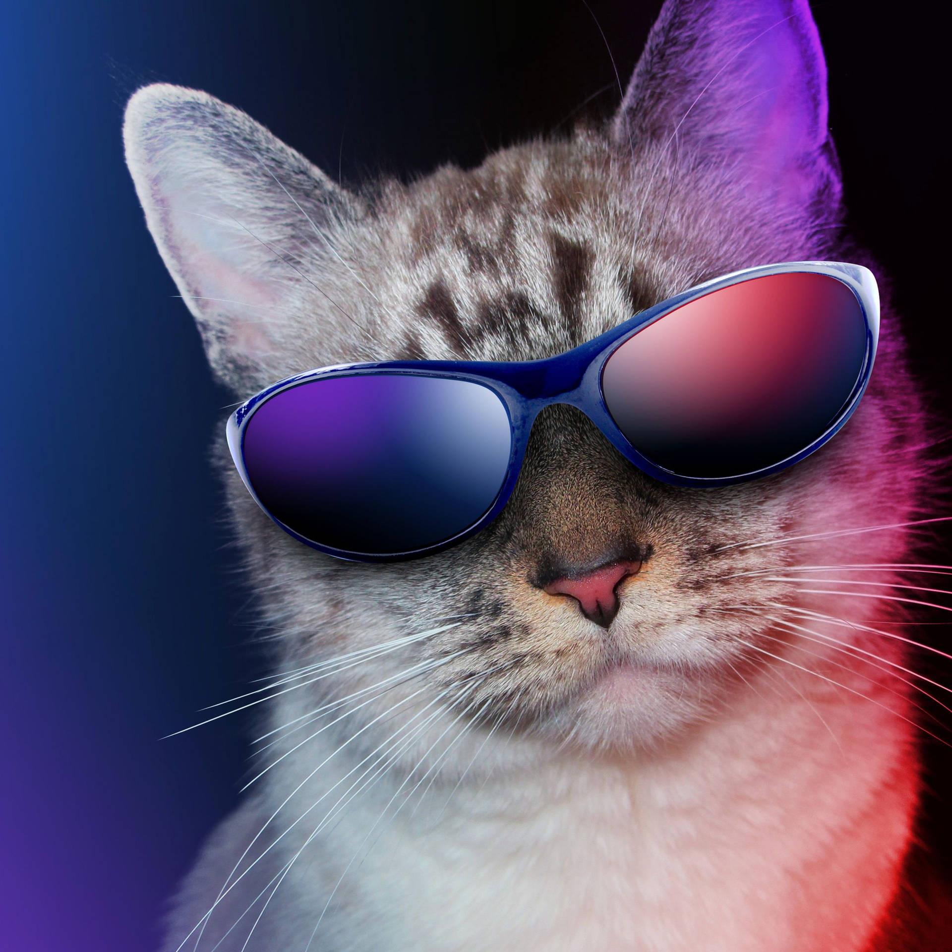 Cool Cat In Sunglasses