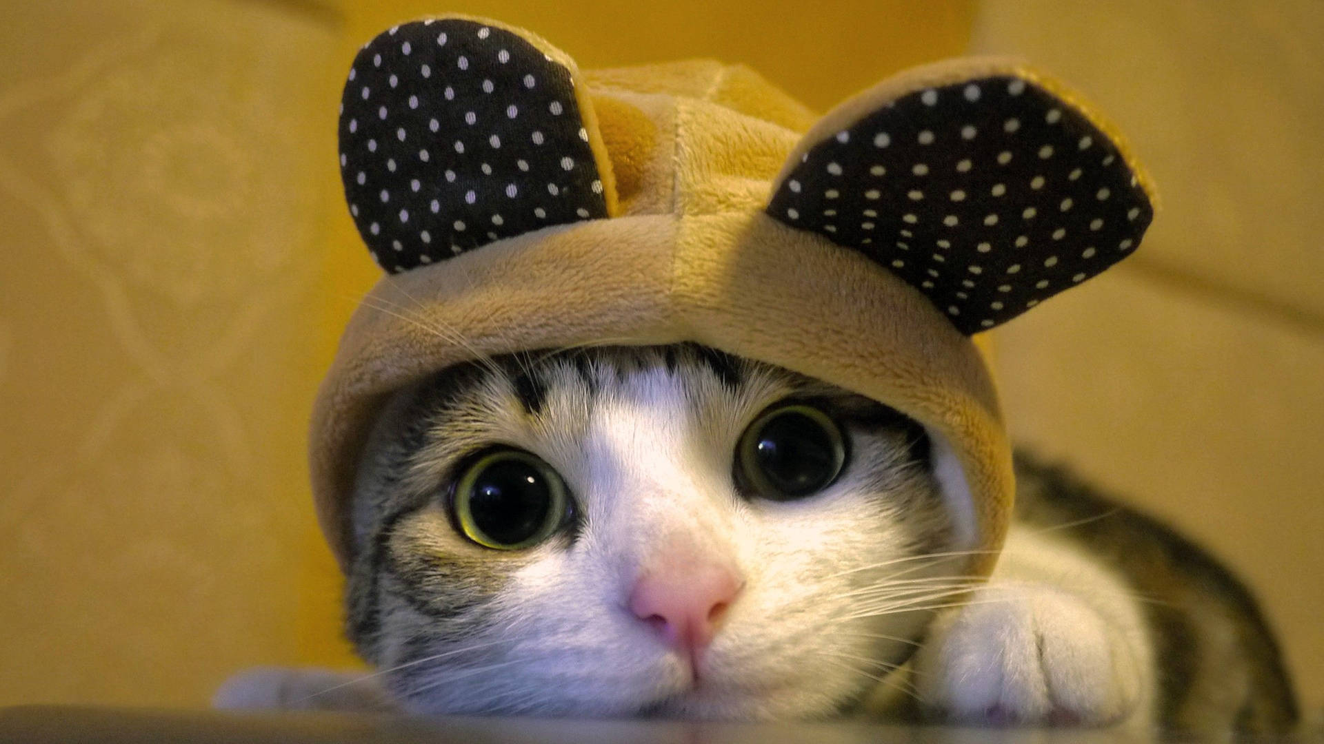 Cool Cat Mouse Hat Background