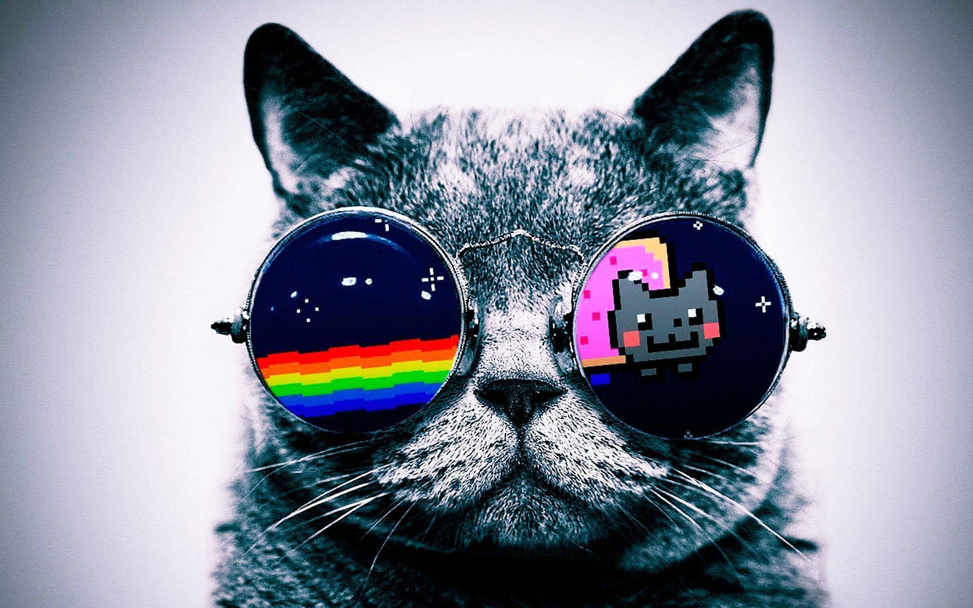 Cool Cat Nyan Glasses Background