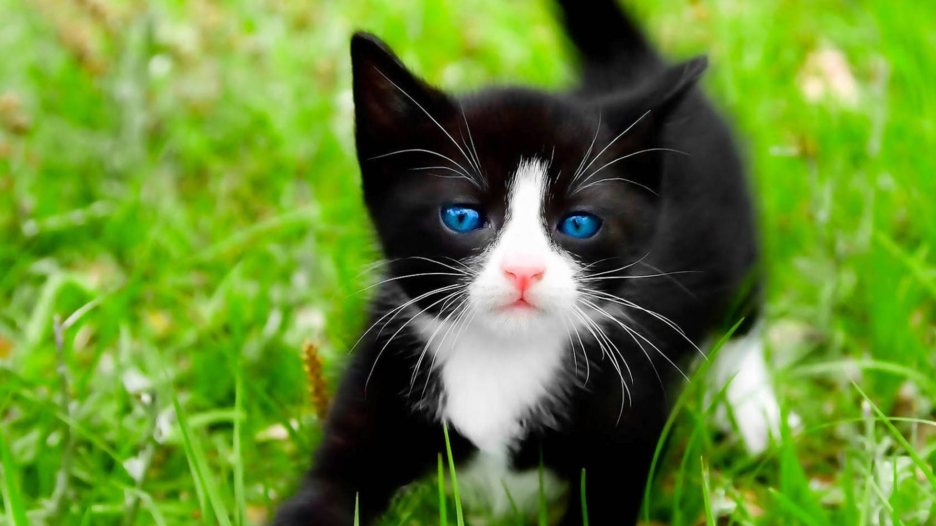 Cool Cat Ojos Azules Background