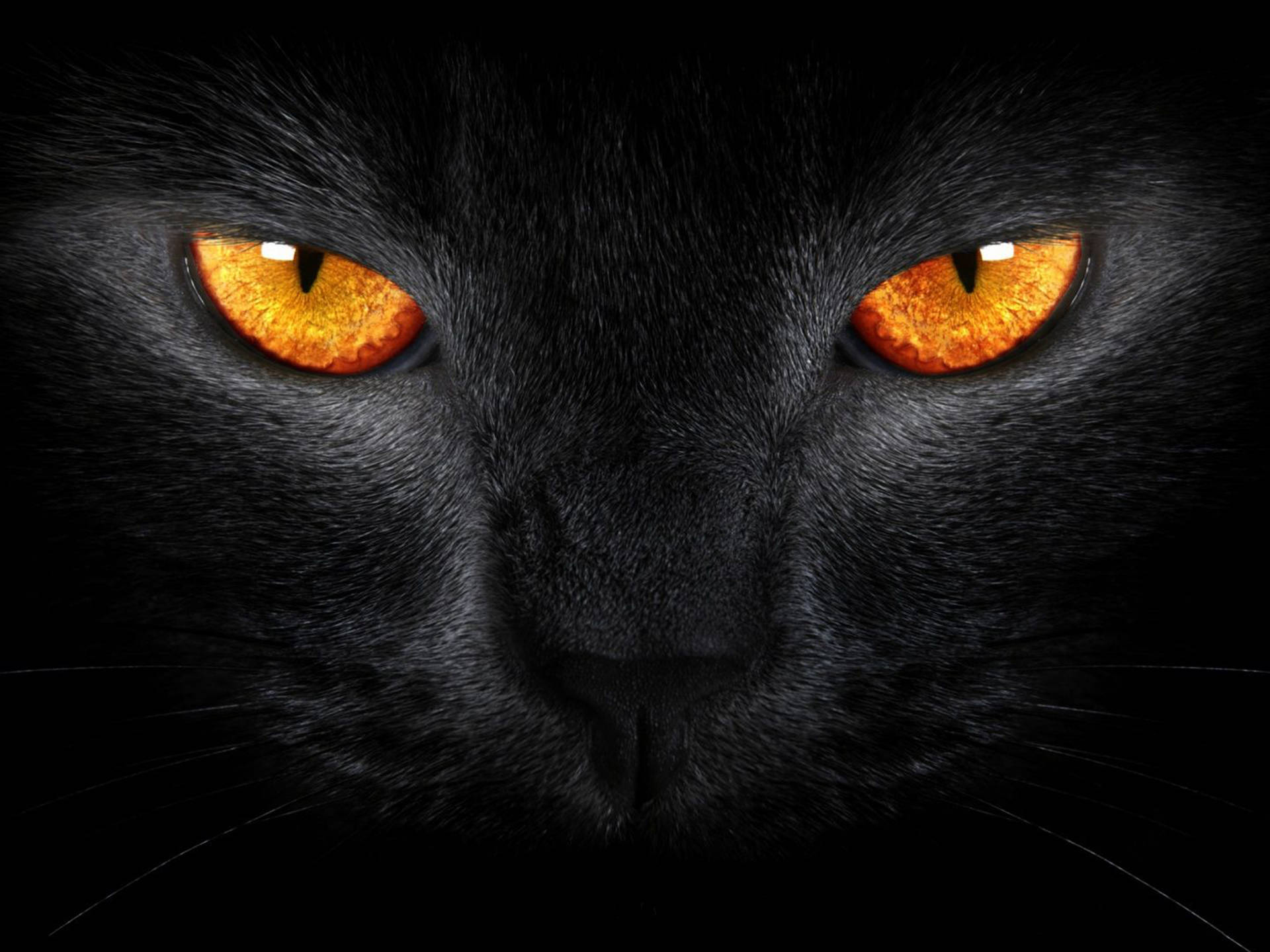 Cool Cat Orange Eyes Background