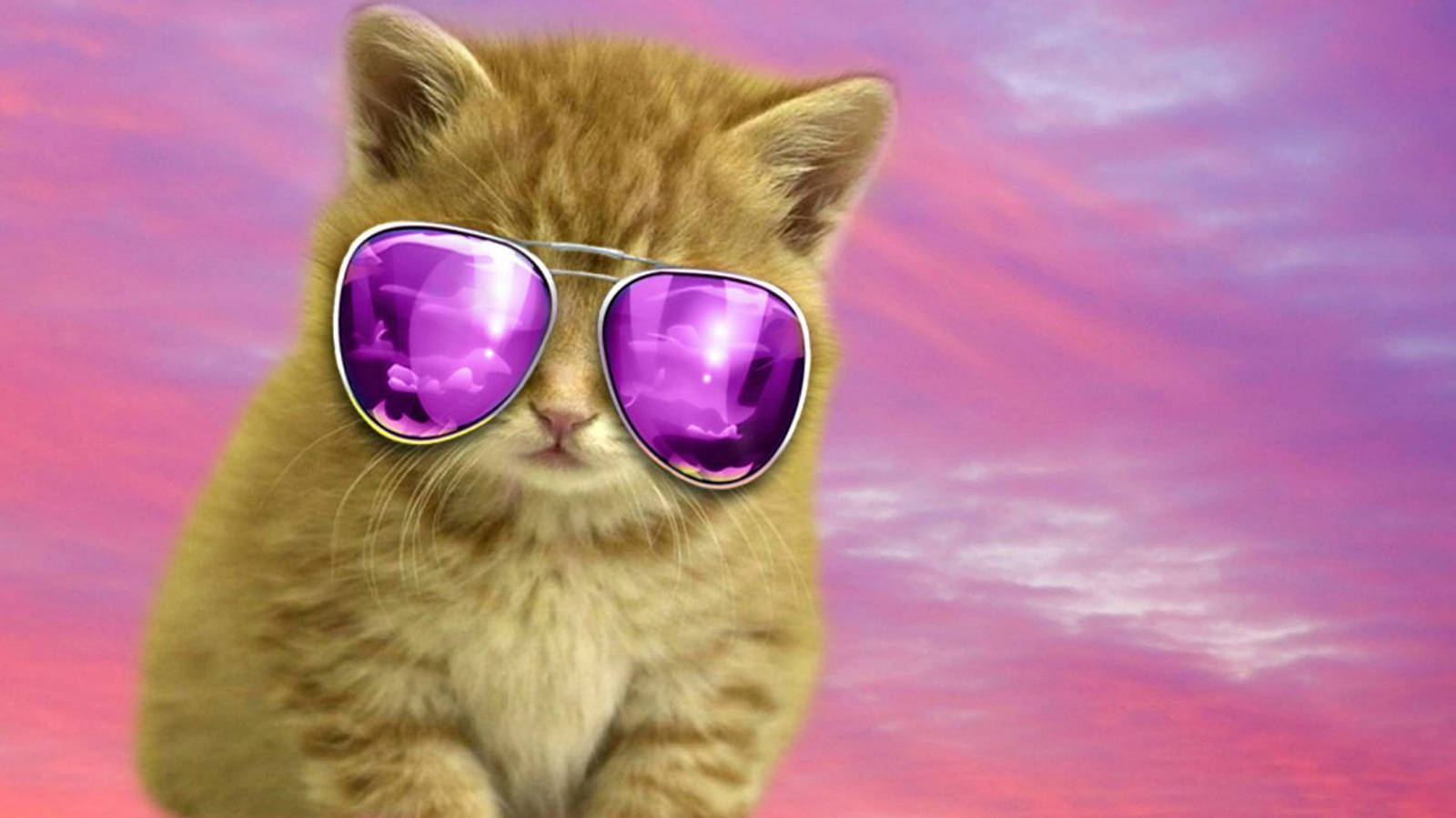 Cool Cat Pink Aesthetic Background
