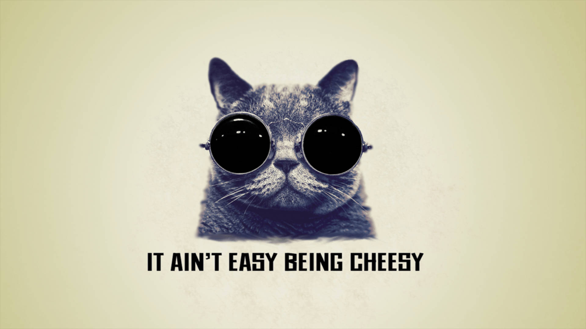 Cool Cat Quote Background