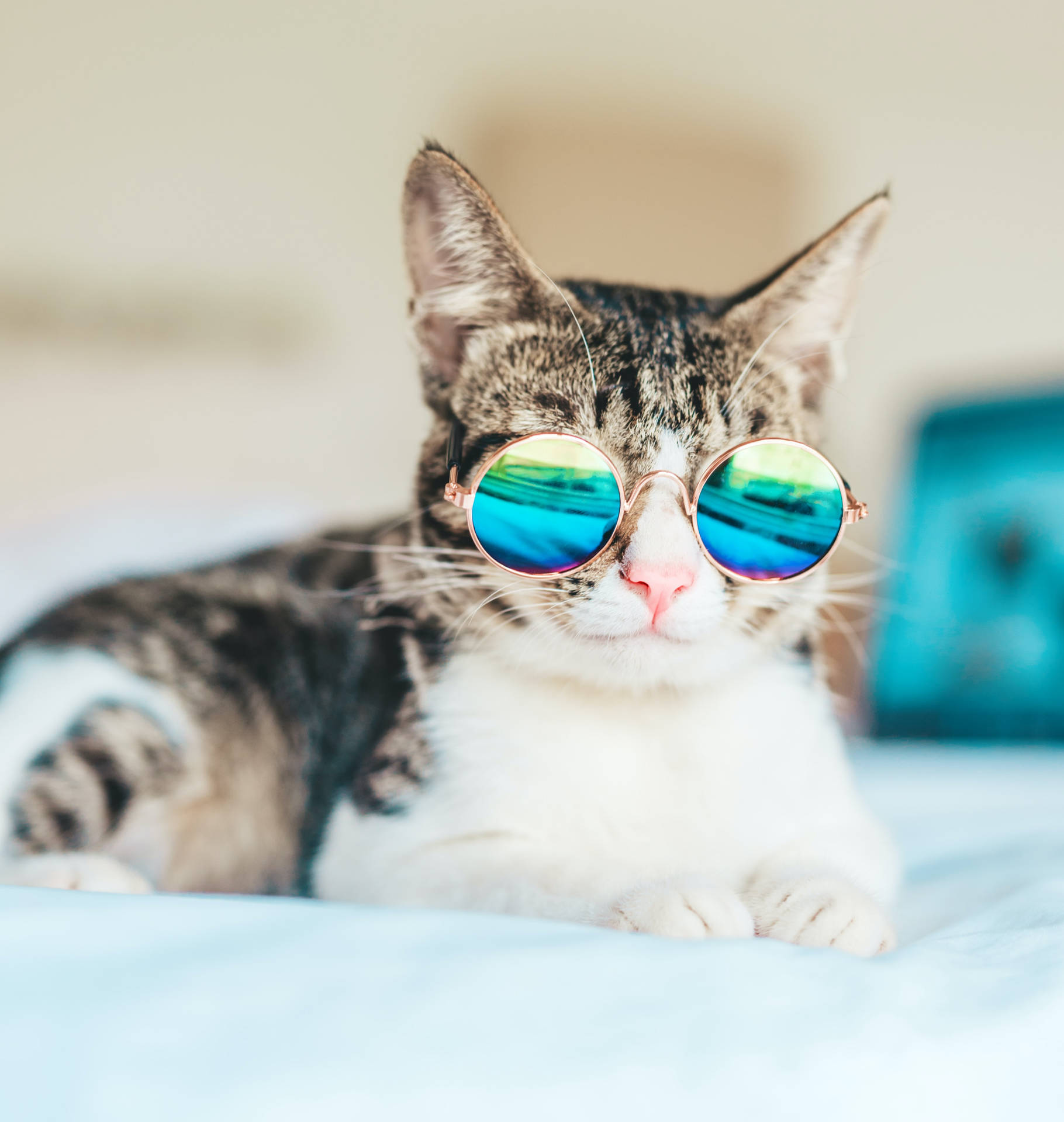 Cool Cat Retro Glasses Background