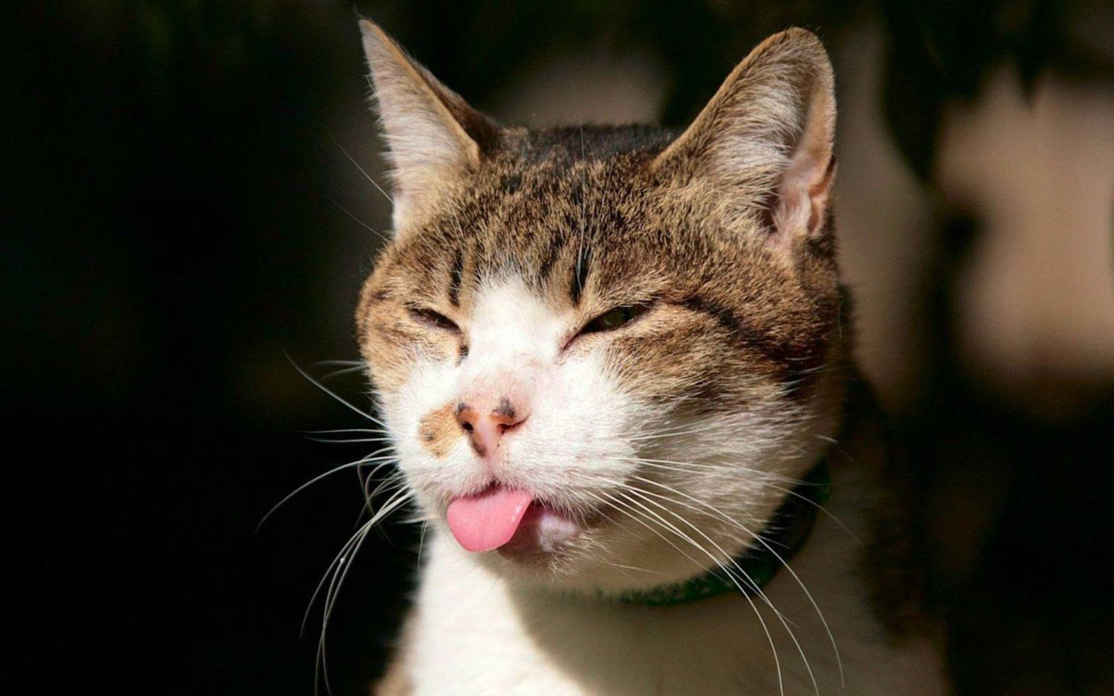 Cool Cat Tongue Out Background