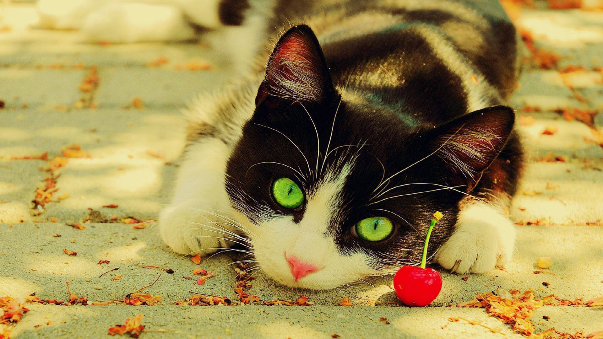 Cool Cat With A Cherry Background