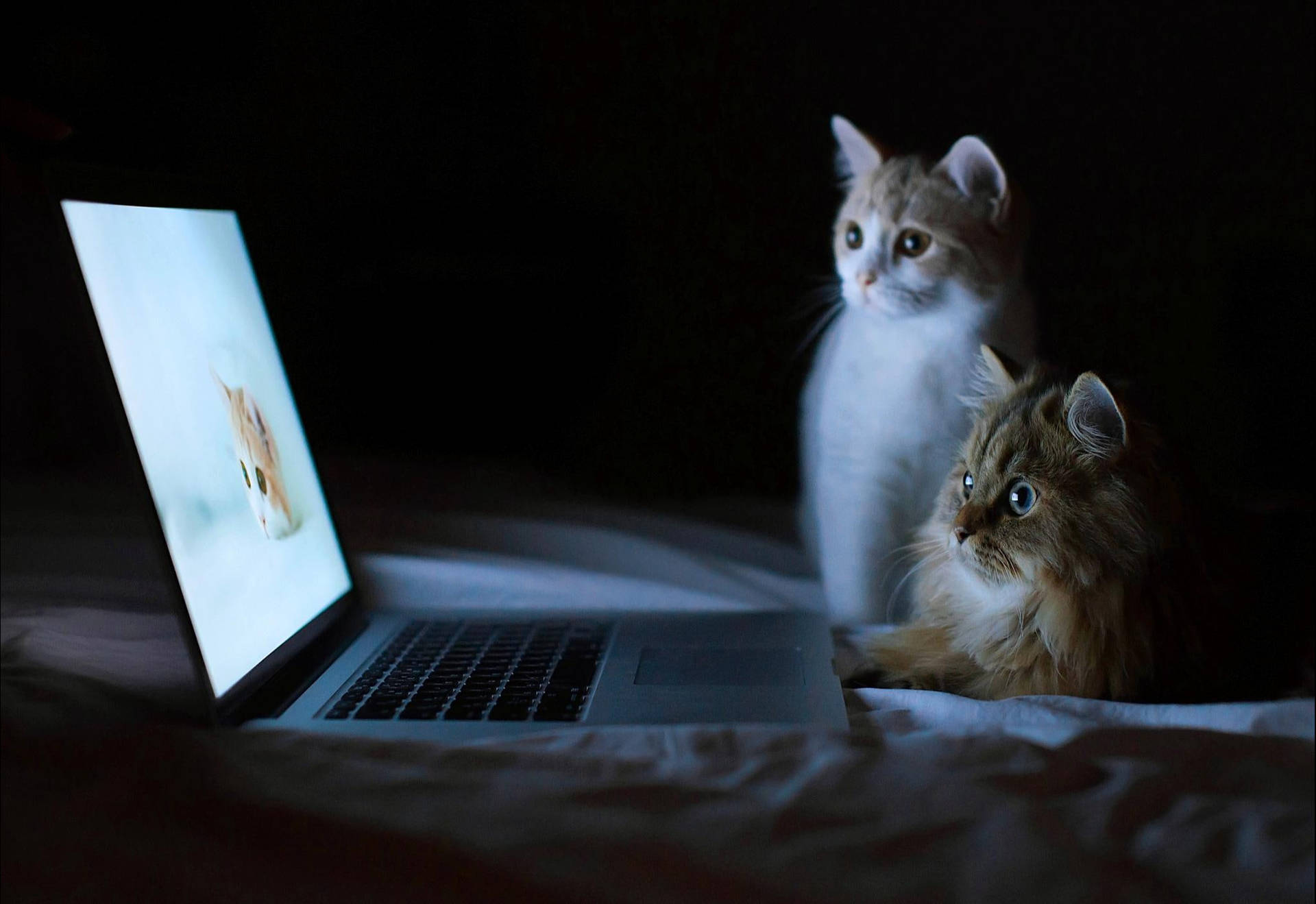 Cool Cats Watching Laptop