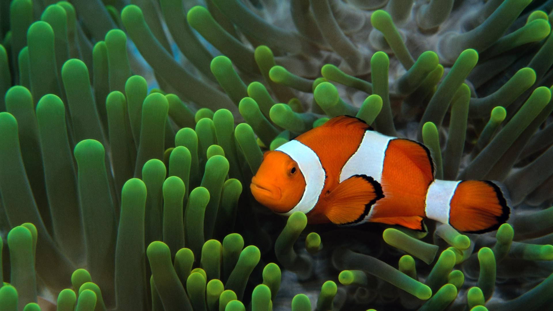 Cool Clown Fish Background