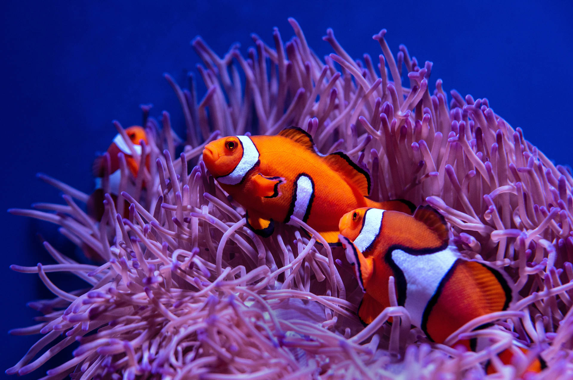 Cool Clown Fishes Background