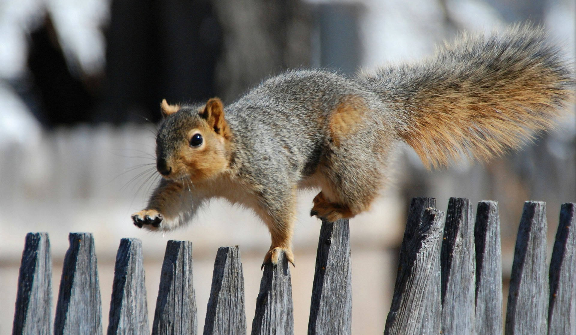 Cool Cute Jumping Squirrel Background