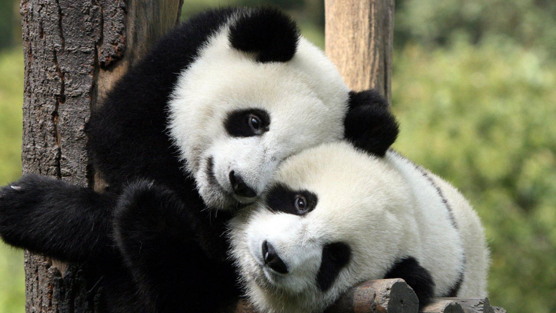 Cool Cute Pandas Hugging Each Other Background
