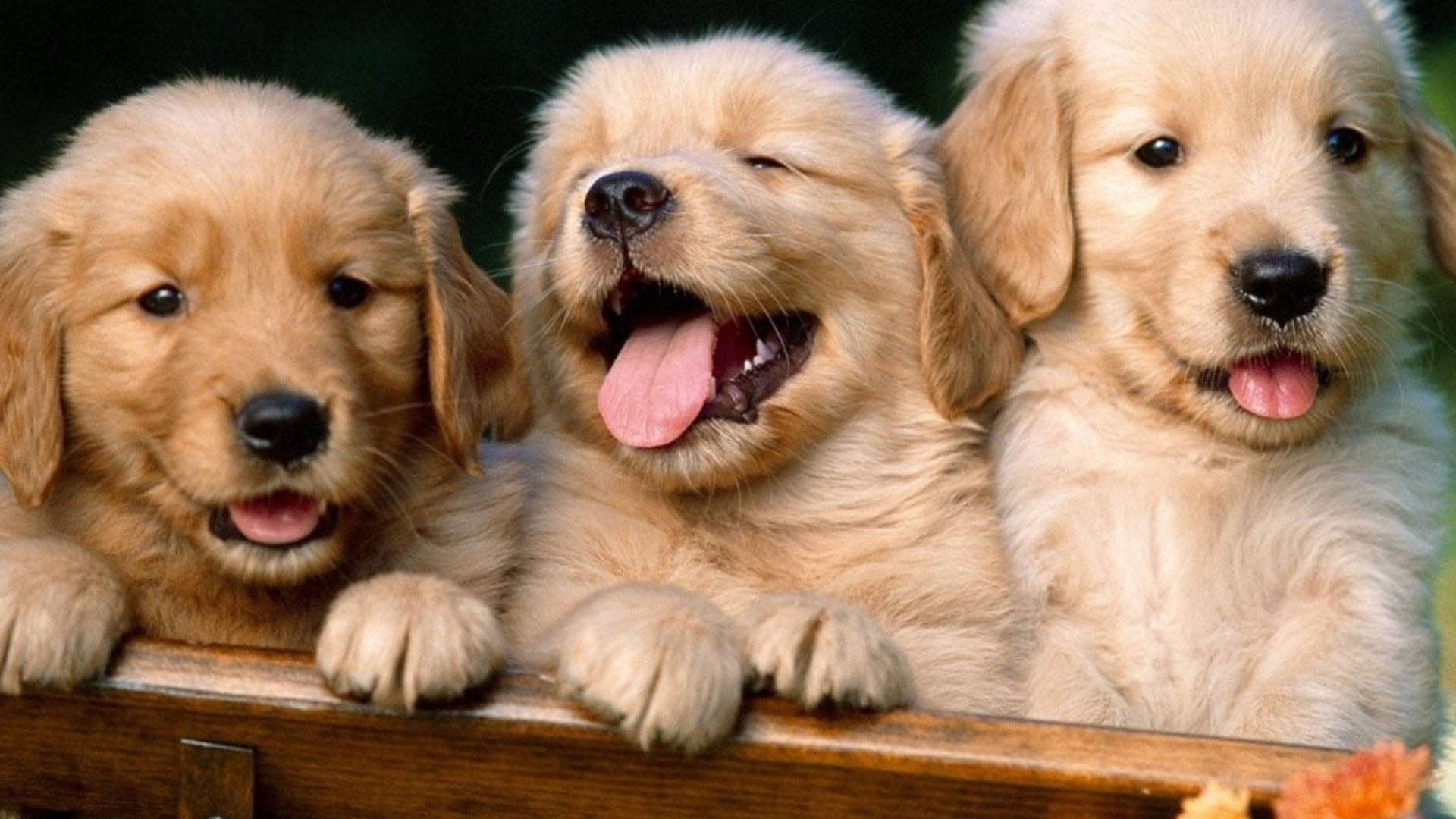 Cool Cute Puppies Squeezed Together Background
