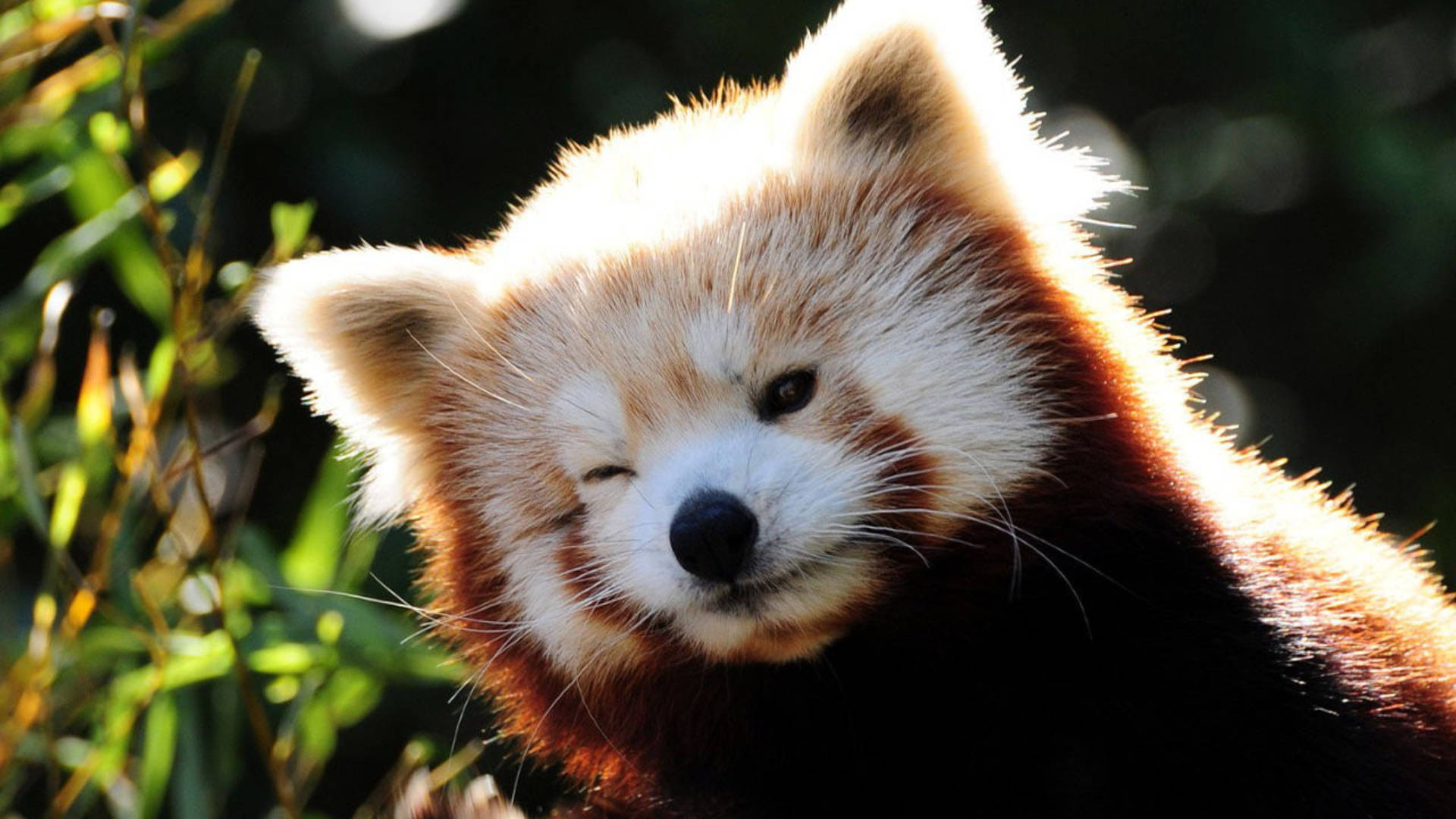 Cool Cute Red Panda Background