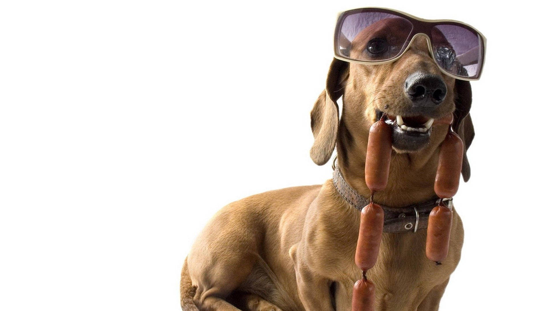 Cool Dachshund Dog With Sunglasses Background