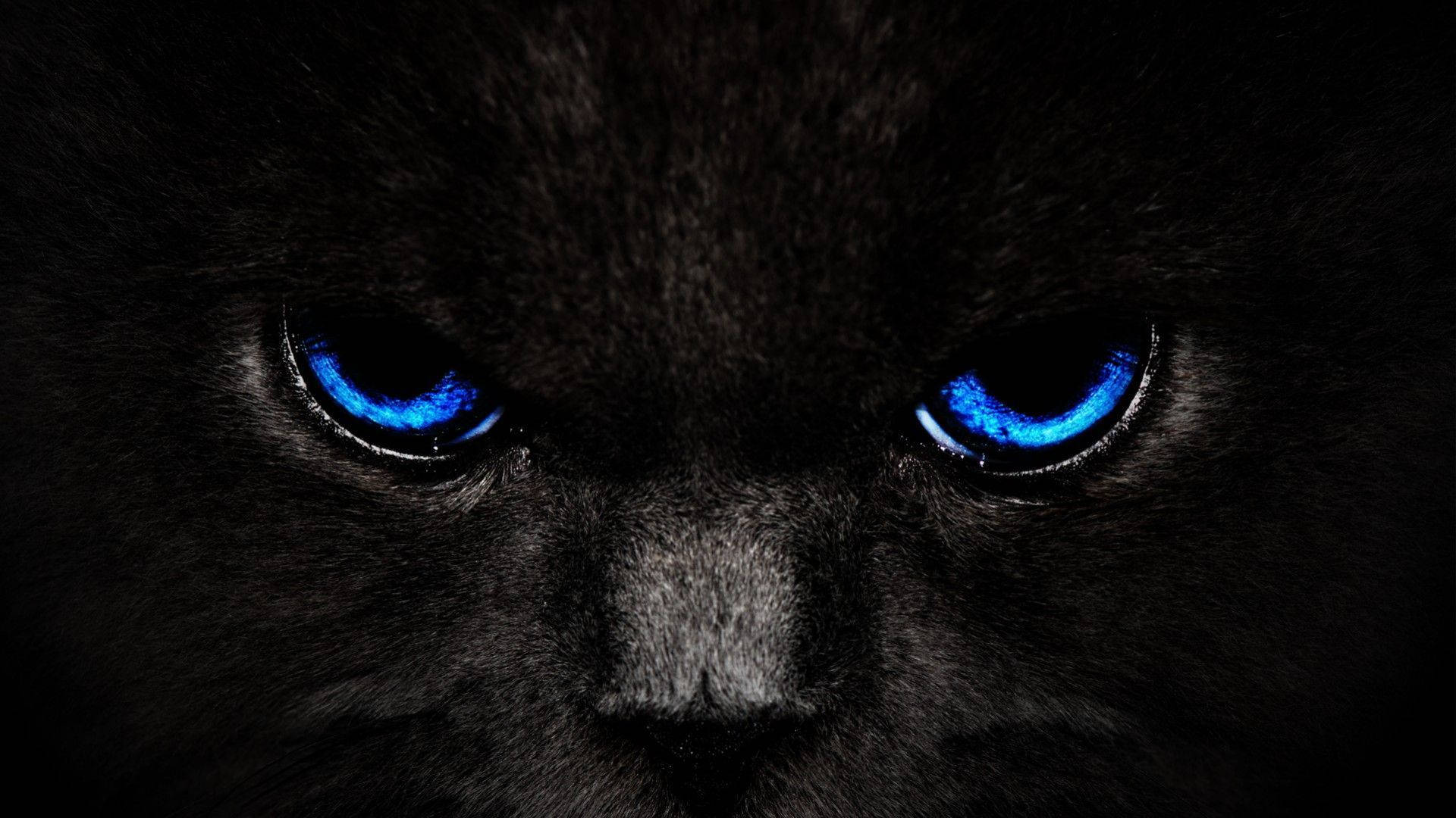 Cool Dark Blue Eyes Cat