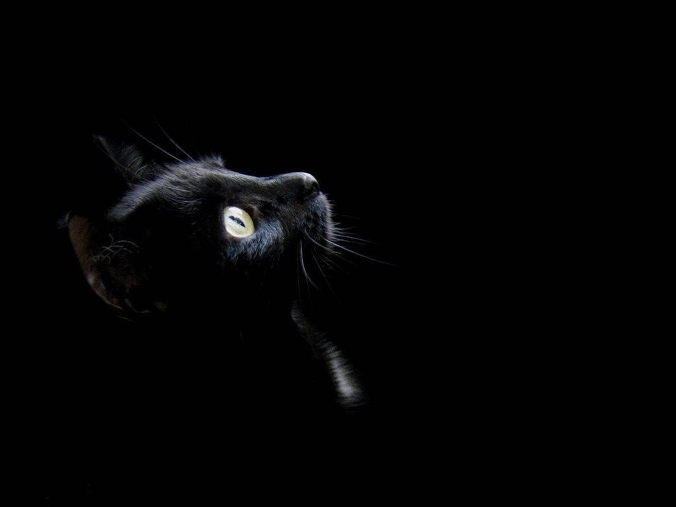 Cool Dark Cat With Yellow Eyes