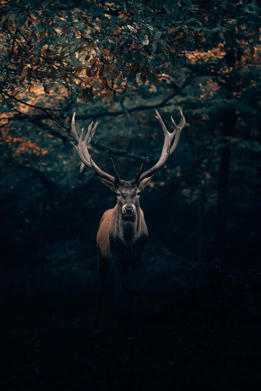 Cool Deer Iphone Screen Theme Background