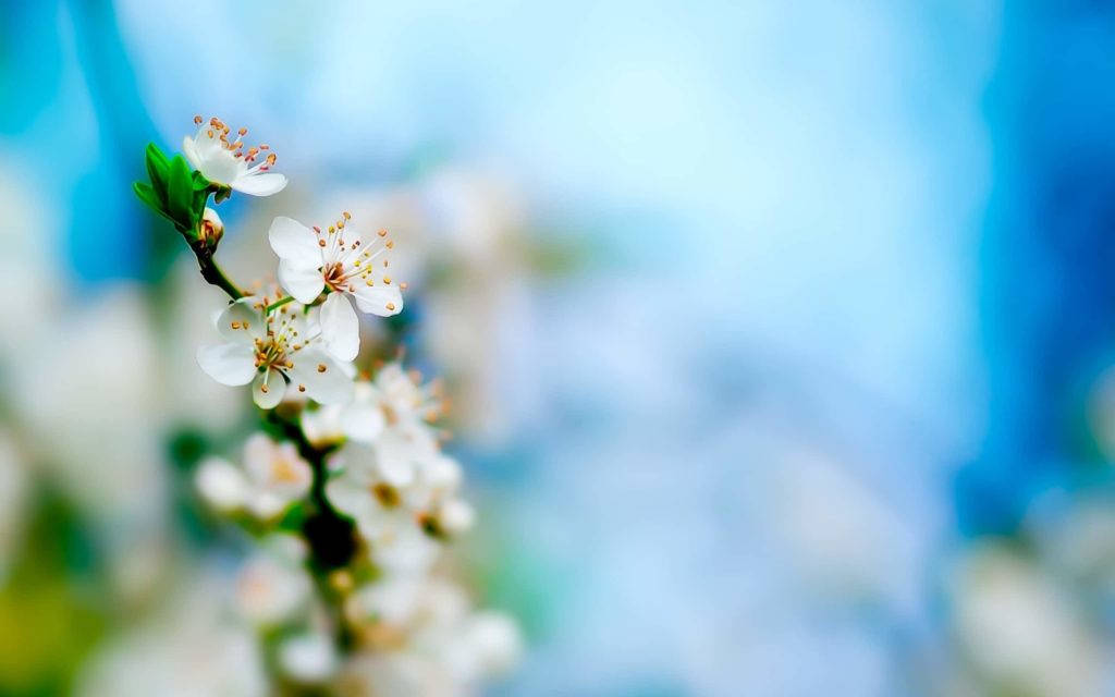Cool Desktop White Flower Background