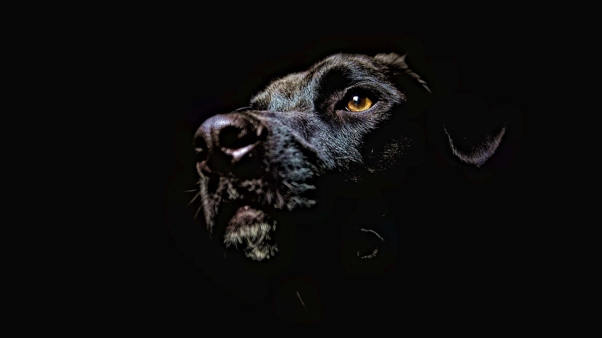 Cool Dog Black Labrador Background
