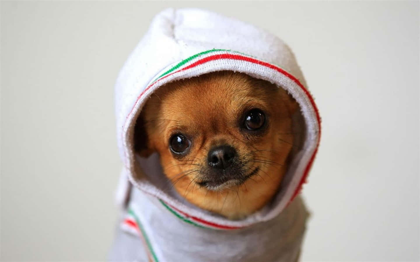 Cool Dog Chihuahua In A Hoodie Background