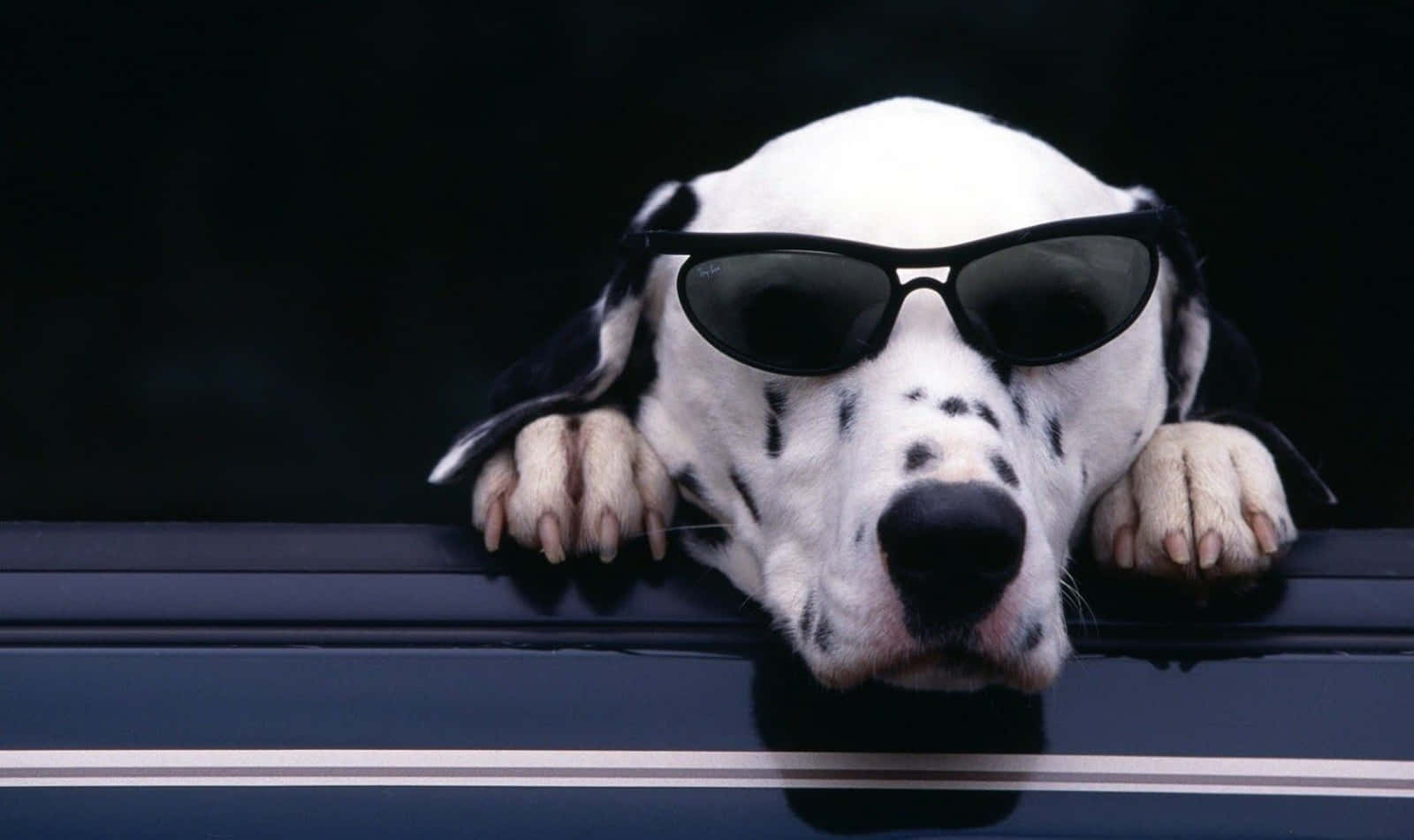 Cool Dog Dalmatian With Sunglasses Background