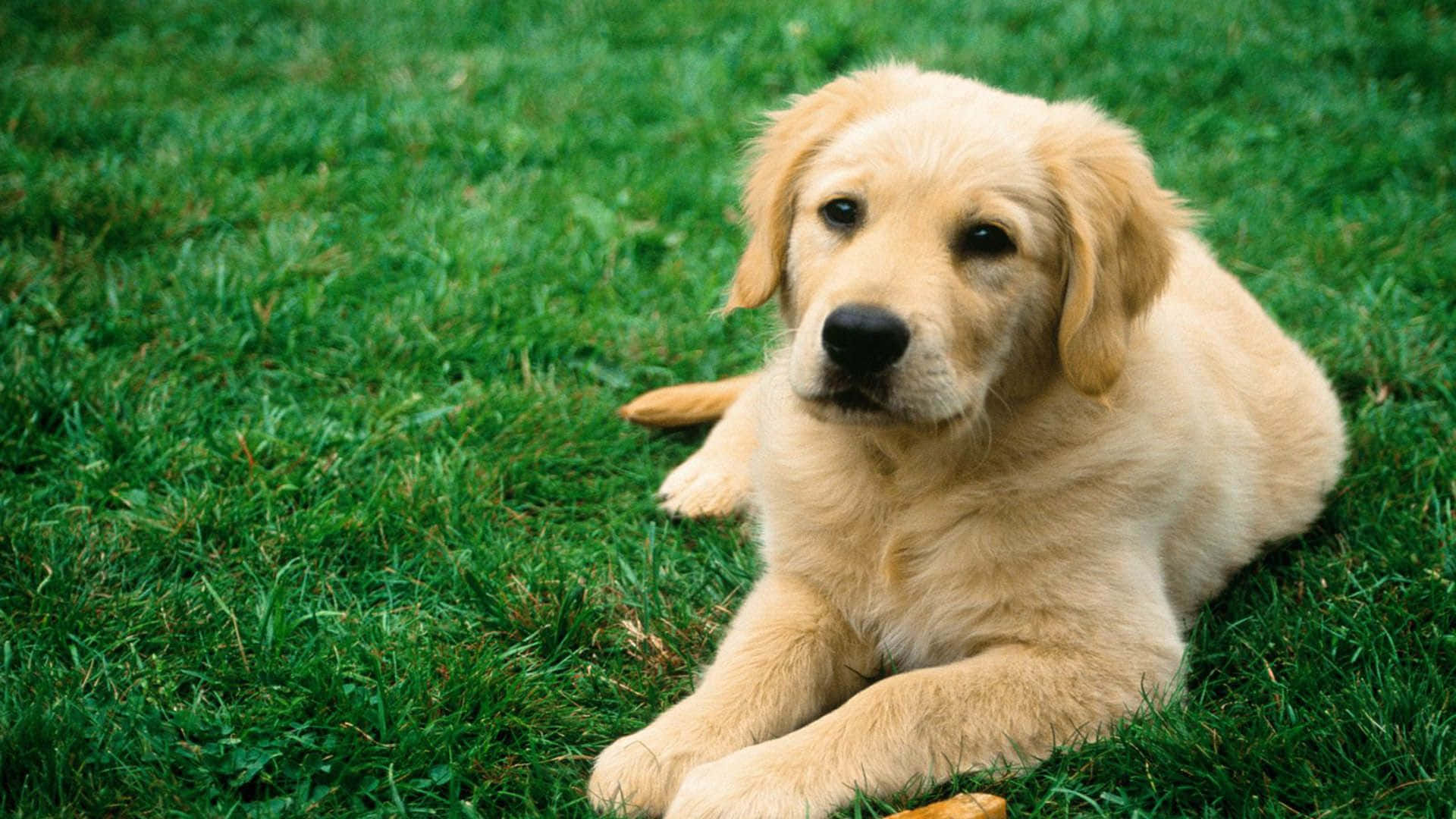 Cool Dog Golden Retriever On The Grass Background