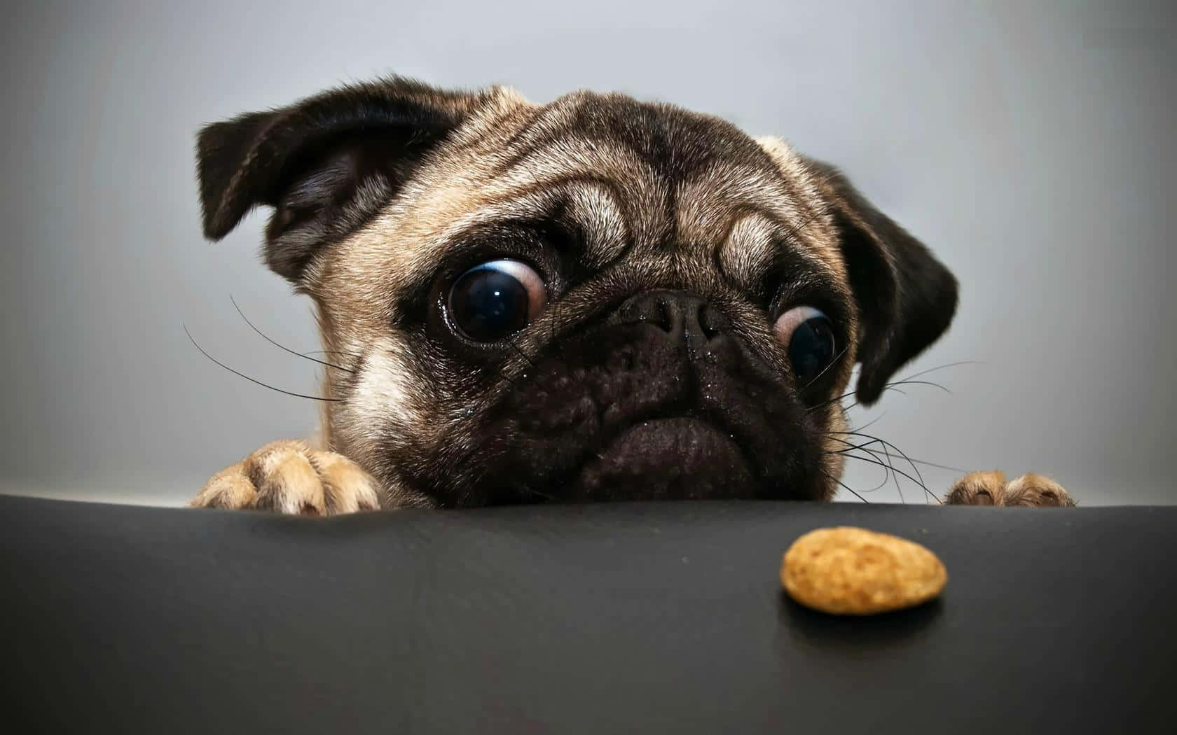 Cool Dog Hungry Pug Background