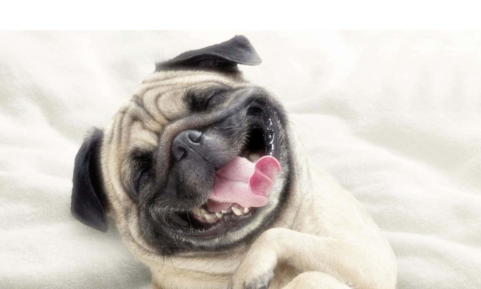 Cool Dog Laughing Background